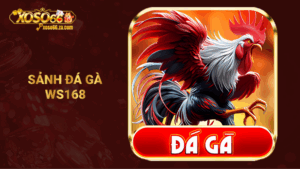 Sảnh đá gà WS168